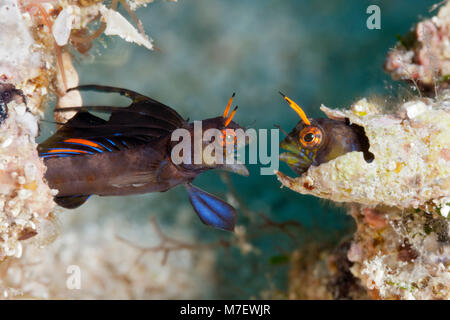 Gulf Signal Blennies in threatening posture, Emblemaria hypacanthus, La Paz, Baja California Sur, Mexico Stock Photo