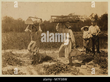 The girl berry carriers on Newton's Farm at Cannon, Del. Ann Parion, 13 years of age, working her 5th season carries 60 lbs. of berries from the fields to the sheds. Andenito Carro, 14 years LOC cph.3a20805 Stock Photo