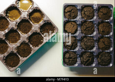 planting seeds at home in special containers Stock Photo