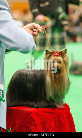 what day is terrier day at crufts 2019