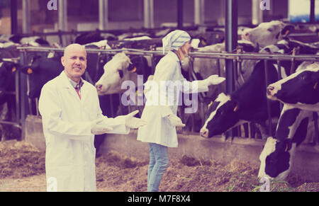 Professional vets working with cows in cowhouse outdoors