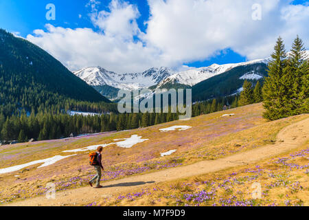 Young woman tourist walking on mountain trail in Chocholowska valley during spring season with purple crocus flowers blooming, Tatra Mountains, Poland Stock Photo