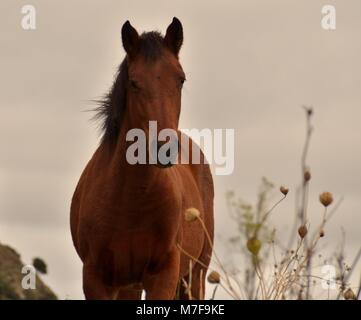 Cavallo selvaggio hi-res stock photography and images - Alamy