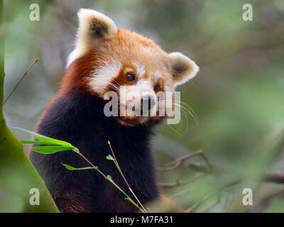 Red panda Ailurus fulgens eating bamboo leaves Stock Photo