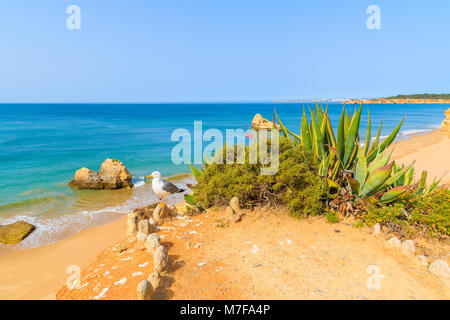 Seagull bird sitting on cliff with beautiful beach in background, Portimao, Portugal Stock Photo