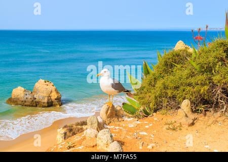 Seagull bird sitting on cliff with beautiful beach in background, Portimao, Portugal Stock Photo