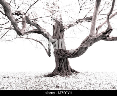 Ancient gnarled, twisted, eerie and spooky hornbeam (Carpinus betulus) tree in fog mist or snow Stock Photo