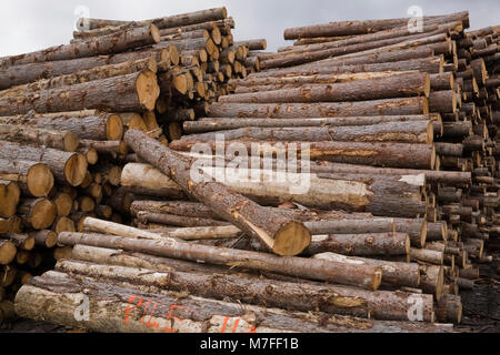 Piles of freshly cut pine timber logs at a lumber mill yard.