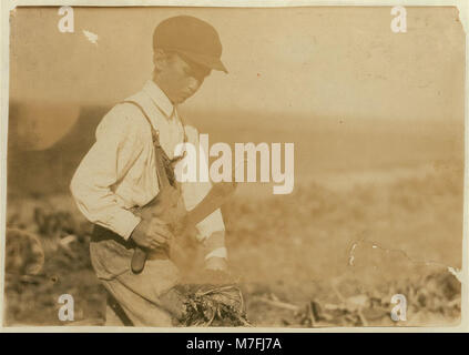 This shows a typical beet-topping knife, with the dangerous hook on the end that is used to pick up the beet. This is the ten-year-old Walker boy, (see label 4018) belonging to a well-to-do LOC nclc.00356 Stock Photo