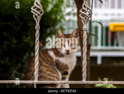 Street Cat with Gorgeous Eyes Sitting in the Fence Stock Photo