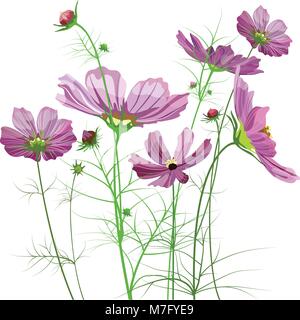 Vector garden flowers, Cosmos bipinnatus Stock Vector