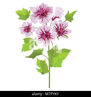 Pink flowers mallow with green leaves, isolated on white background. Vector illustration Stock Vector