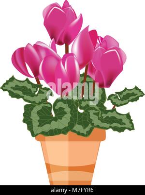 Pink cyclamen in a flower pot isolated on a white background, vector illustration Stock Vector