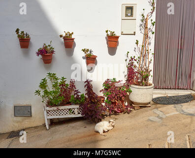 A Village Cat sunning itself in the afternoon Sun outside a Spanish house who's walls are decorated with various Flower Pots, Stock Photo