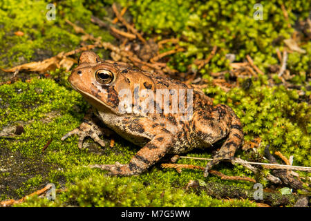 American Toad Stock Photo