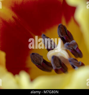 Close up of red and yellow tulip, macro image Stock Photo