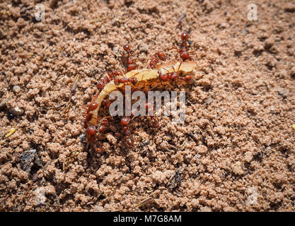 Close-up of red ants crawling in and out of an underground ant nest (California, USA) Stock Photo