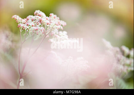 Close-up image of the summer flowering Rodgersia pinnata 'Superba' rodgersia pink flowers Stock Photo