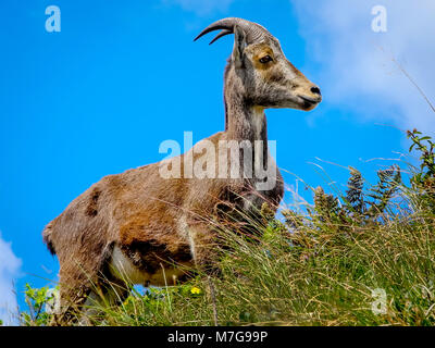 MUNNAR, KERALA, INDIA - DEC. 14, 2011: Wild goat Nilgiri Tahr at Rajamalai hills in Eravikulam National Park near Munnar, Kerala, India. Stock Photo