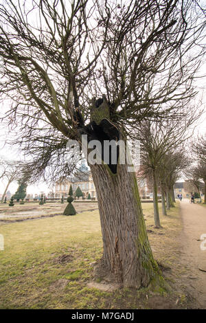 Hundisburg, Germany - March 10,2018: A tree struck by lightning in the park of Hundisburg Castle, Germany. Stock Photo