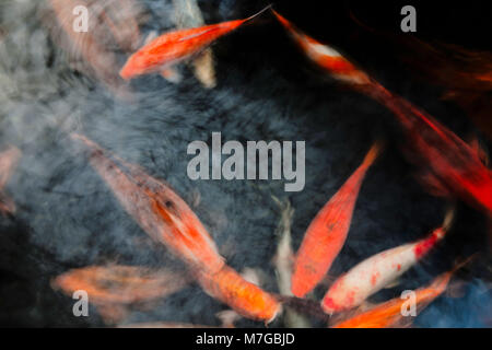 Ornamental koi fish, Cyprinus carpio, blurred action, China. Stock Photo