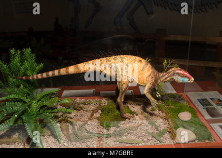 World's smallest dinosaur Stock Photo - Alamy