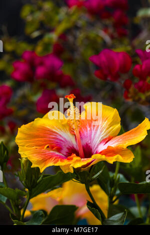Yellow and red huge, colorful, trumpet-shaped Hibiscus flower with red flowers in background Stock Photo