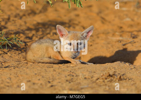 Indian or Bengal Fox cub (Vulpes bengalensis) sunbathing near the Great Rann of Kutch, Gujarat, India Stock Photo