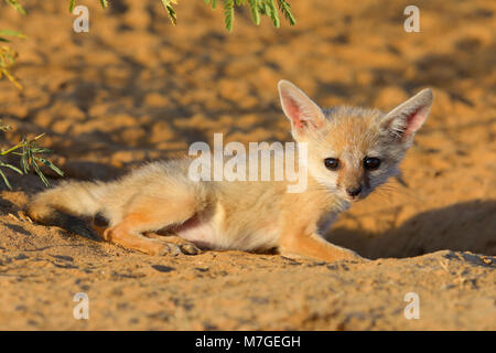 Indian or Bengal Fox cub (Vulpes bengalensis) sunbathing near the Great Rann of Kutch, Gujarat, India Stock Photo