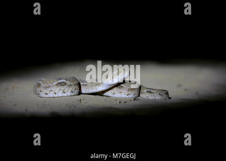 An adult Saw-scaled Viper or Little Indian Viper (Echis carinatus) snake in a sandy area close to the Great Rann of Kutch, Gujarat, India Stock Photo