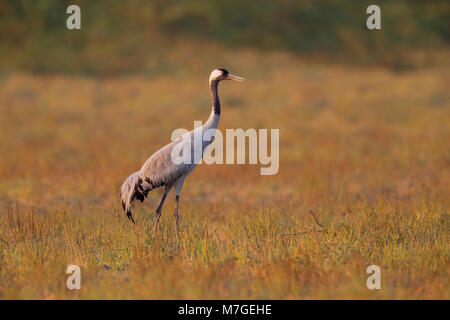 An adult Common or Eurasian Crane (Grus grus) walking across the grassland of the Little Rann of Kutch, Gujarat, India in golden evening light Stock Photo