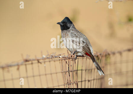 An adult Red-vented Bulbul (Pycnonotus cafer) on a fence in Desert National Park, Rajasthan, India Stock Photo
