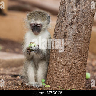 Vervet Monkey, Chlorocebus pygerythrus, (fka Cercopithecus aethiops), leaning against a tree, contemplating a fruit it's holding; Kruger NP, S.Africa Stock Photo