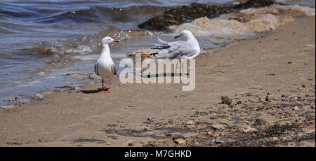Two Seagulls on a sandy and pebbly river beach close to the water. Stock Photo