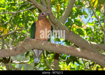 Dove, Parker Aviary, San Diego Zoo, Balboa Park, San Diego, California Stock Photo