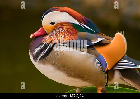 Manderin duck (Aix galericulata), San Diego Zoo, Balboa Park, San Diego, California Stock Photo