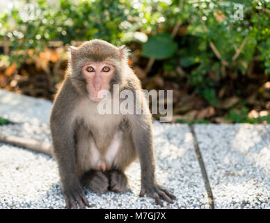 Wild Taiwanese Formosan rock macaque monkey looking at the camera Stock Photo