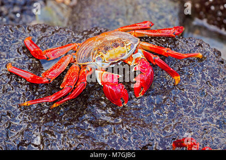A Sally Lightfoot Crab, Graspus graspus, searching for algae to dine on in the intertidal zone, Santa Cruz Island, Galapagos. Stock Photo