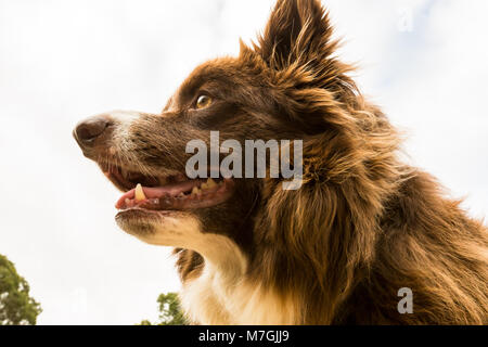 Head and shoulders of border collie from low angle Stock Photo