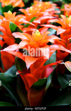 Guzmania sp. - favourite exotic ornamental pot plant of Bromeliaceae Stock Photo