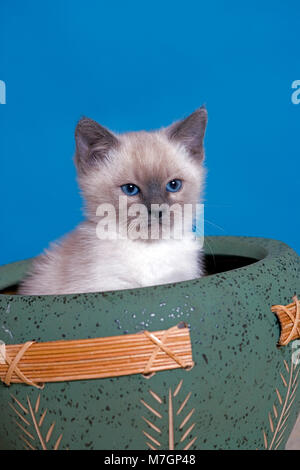 Siamese Kitten few weeks old, sitting in flowerpot Stock Photo