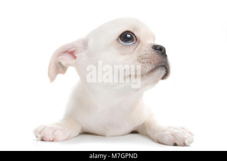 Small cute white chihuahua puppy. Wide angle view, isolated on white Stock Photo