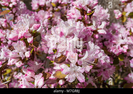 A close-up of the blossoms of a Rhododendron obtusum 'Kermesina Rose'. Stock Photo