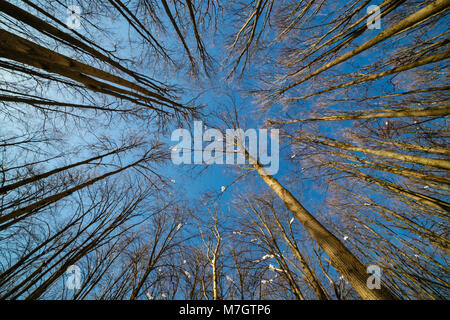 Tops of trees against the background of the clear winter sky Stock Photo