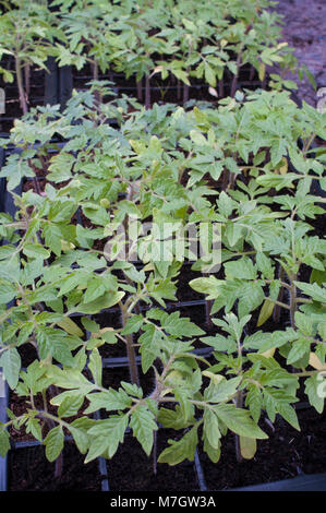 Tomato plants in modules ready to be potted on.into 9cm pots. Stock Photo