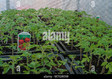 Tomato plants in modules ready to be potted on.into 9cm pots. Stock Photo