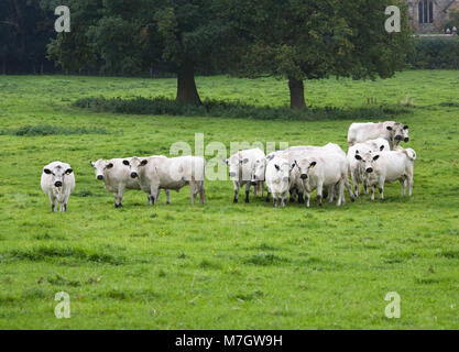 British White Cattle in the English countryside. Stock Photo