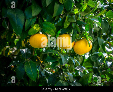 Three grapefruits on the tree Stock Photo