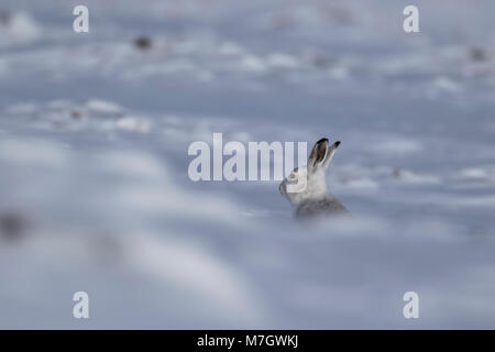 mountain hare, Lepus timidus, Leporidae, eating, scratching on snow covered slope in the cairngorm national park, scotland Stock Photo
