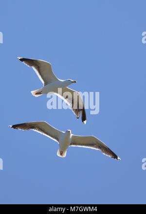 Pair of European Herring Gull (Larus argentatus) flying against a blue sky. Isles of Scilly, United Kingdom Stock Photo